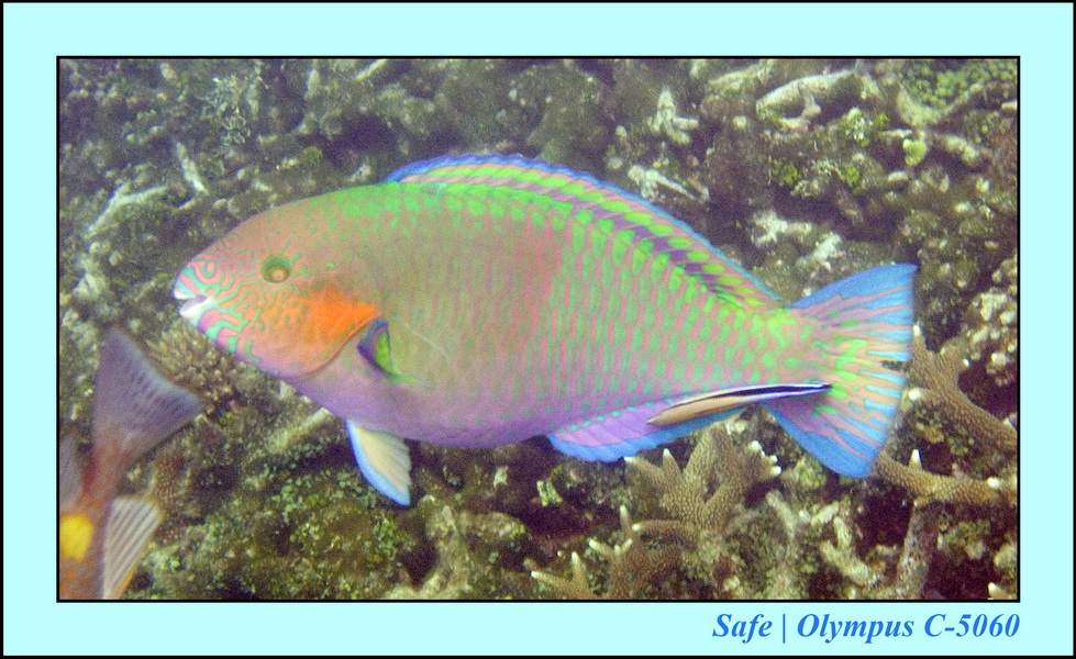 2008 - 07 - Redang - 085